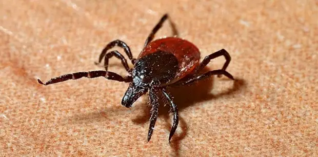 75 человек в Алтайском крае пострадали от укусов клещей за неделю