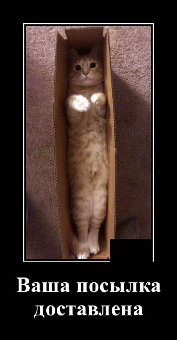 demotivatory-demotivator-smeshnye-demotivatory-demotivator-so-smyslom