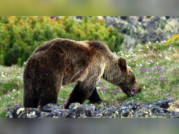 В заповеднике Забайкалья отмечена повышенная активность медведей