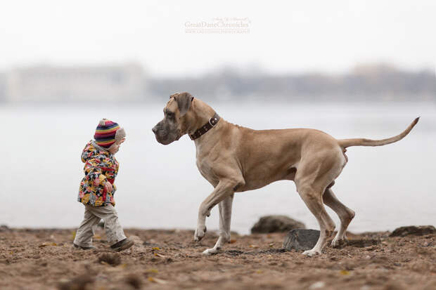 Энди Селиверстов фотографии детей и их больших собаках 21