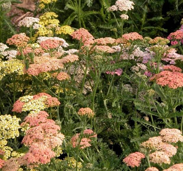 Тысячелистник обыкновенный (Achillea millefolium)