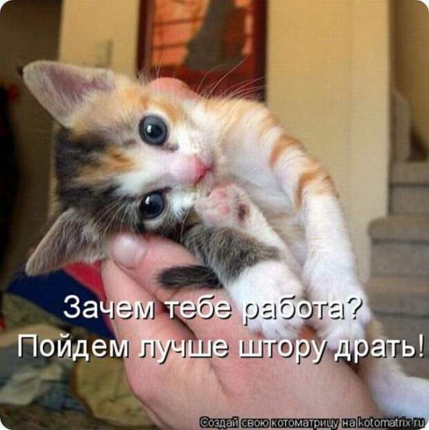 Котоматрицы (картинки с надписями)