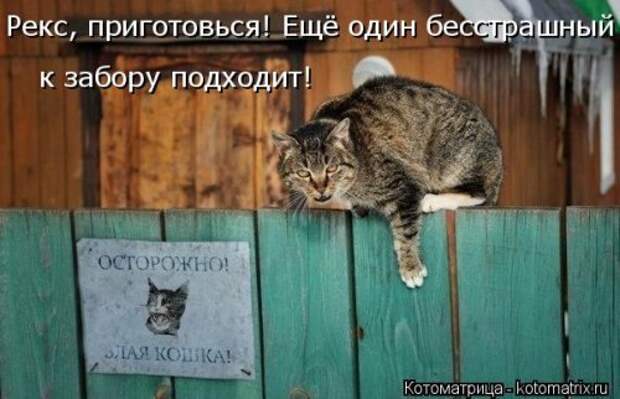 Новая котоматрица на Бугаге (38 фото)