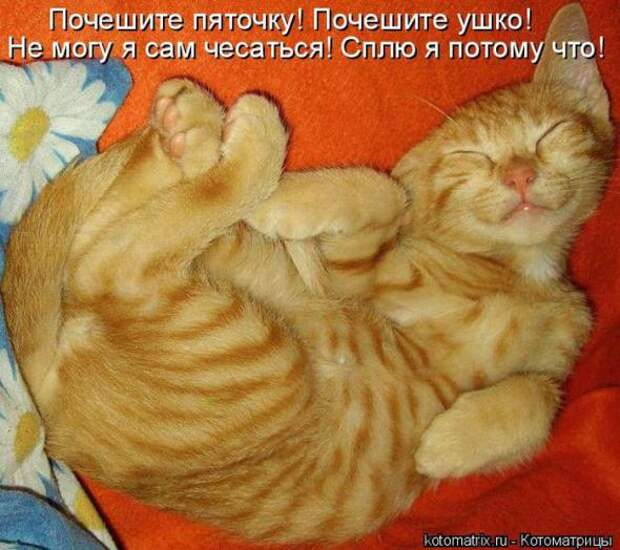 Котоматрицы(картинки с надписями)