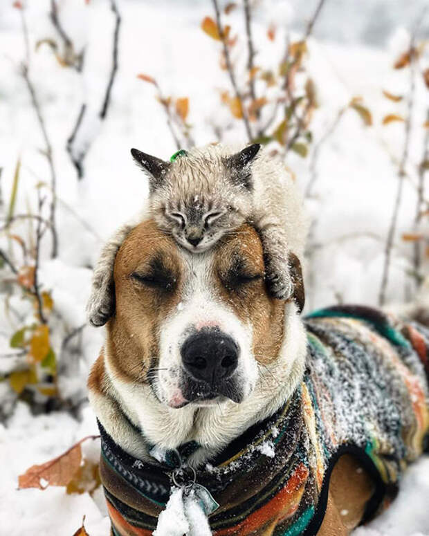 Генри, можешь идти по снегу, а я полежу пока здесь. Instagram henrythecoloradodog.