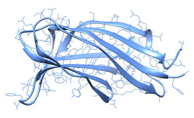 Рис. 1. Трехмерная структура белка отоферлина