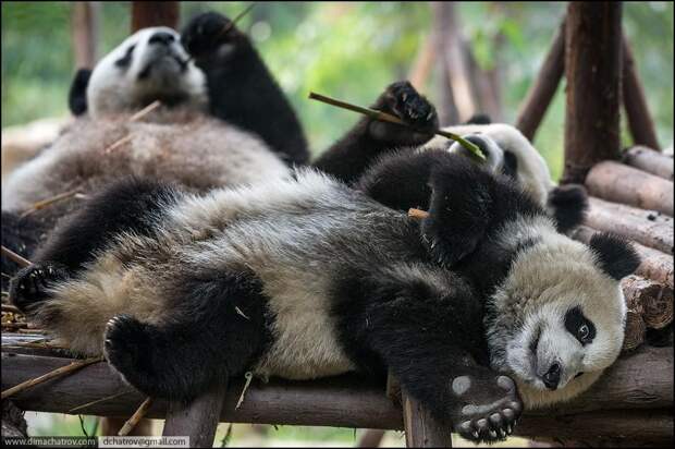 panda09