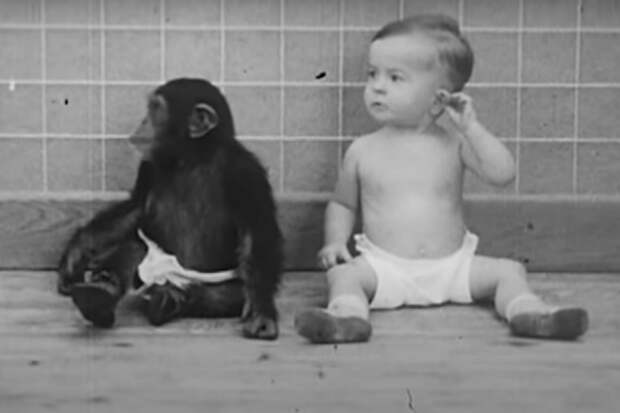 Жуткий эксперимент четы Келлог: пара растила сына и&nbsp;шимпанзе как брата и&nbsp;сестру
