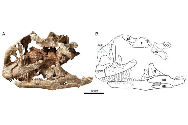 В Китае показали огромный череп динозавра неизвестного вида