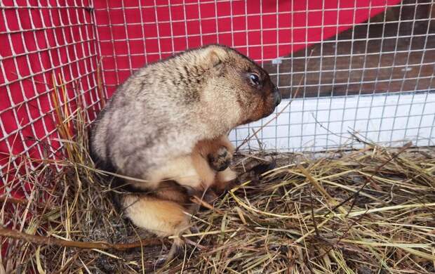 Сурок Филимон из Ленобласти «предсказал» ещё шесть недель зимы