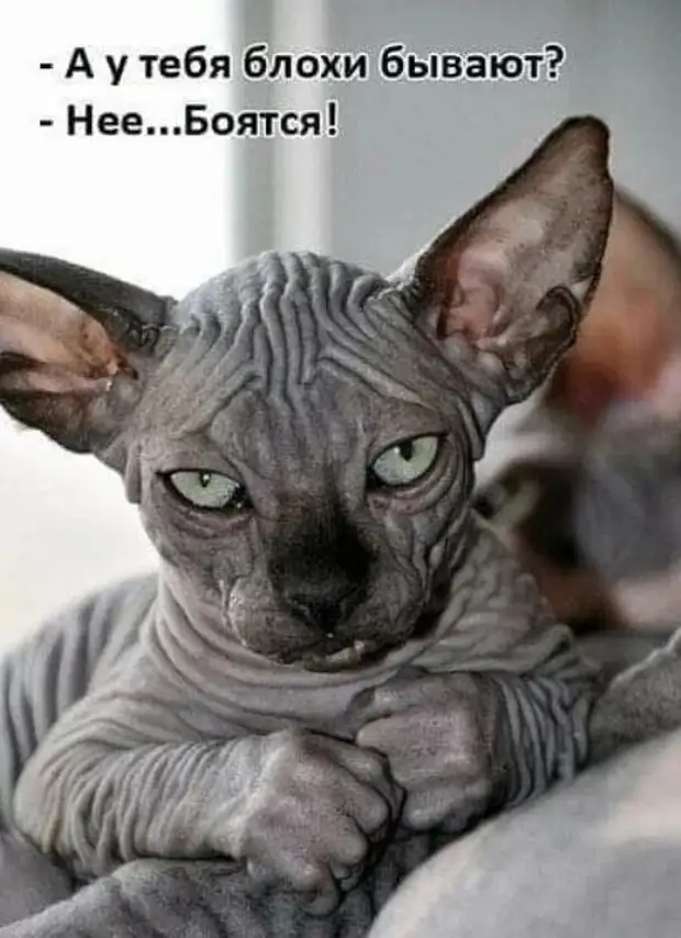 Немного юмора в начале недели