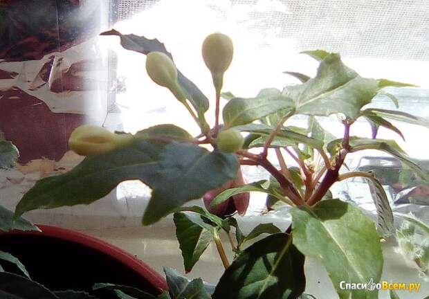 Комнатное растение Фуксия Coquet Bell фото