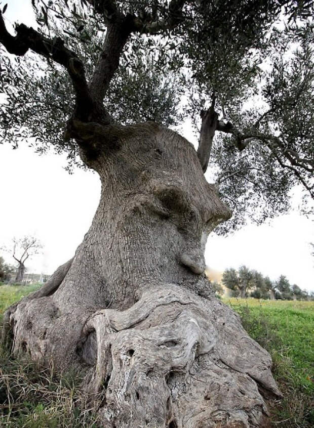 2. Голова бородатого великана дерево, деревья, обман зрения, парейдолия, похоже да не то же, похоже на, похоже на лицо