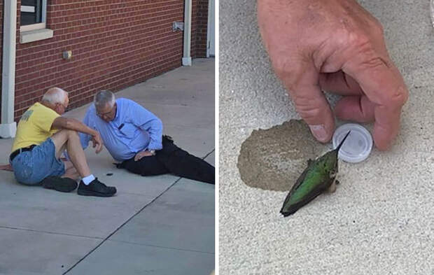 First Responders From Richburg Fire-Rescue In South Carolina Happened Upon A Tiny Hummingbird Lying Lifeless On The Ground In The Station’s Engine Bay. They Mixed Up A Little Sugar Water And Put It In A Small Cap For It To Drink Out Of. After A While The Bird Got His Strenght Back And Was Able To Fly Away
