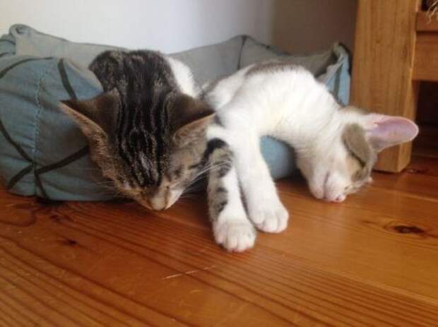 Спящие котята