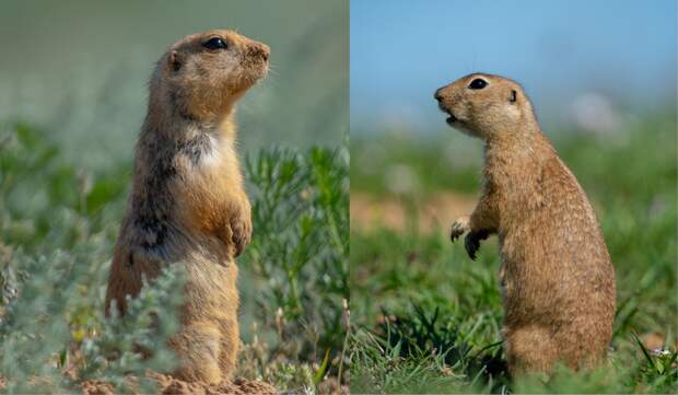 Записки астраханского натуралиста. Какой суслик красивее: желтый или малый