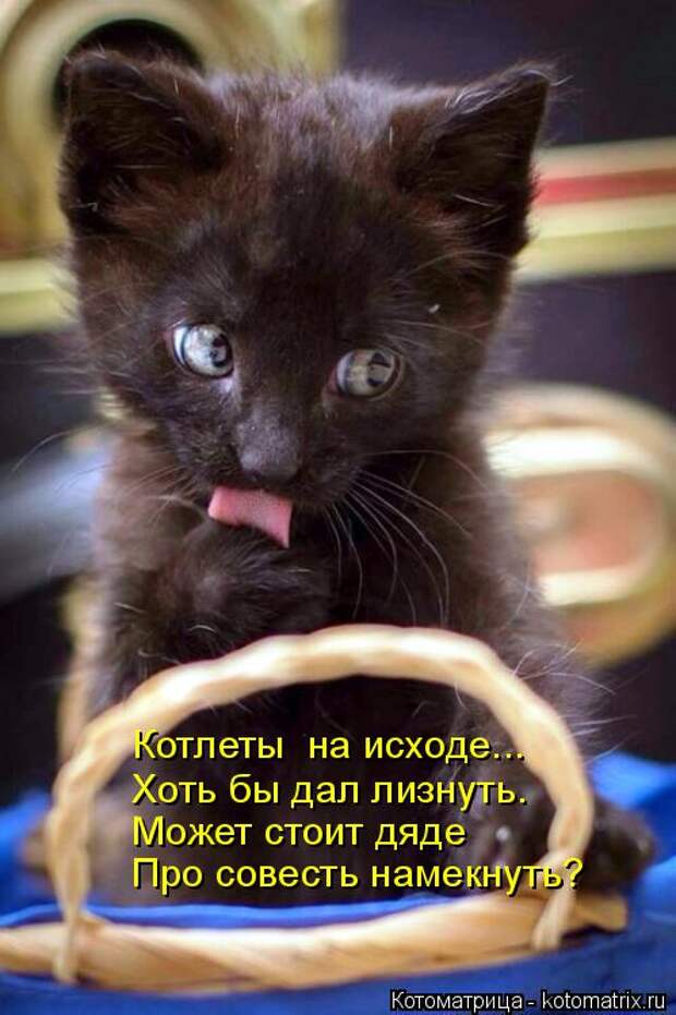 Котоматрица: Котлеты  на исходе... Хоть бы дал лизнуть. Может стоит дяде Про совесть намекнуть?