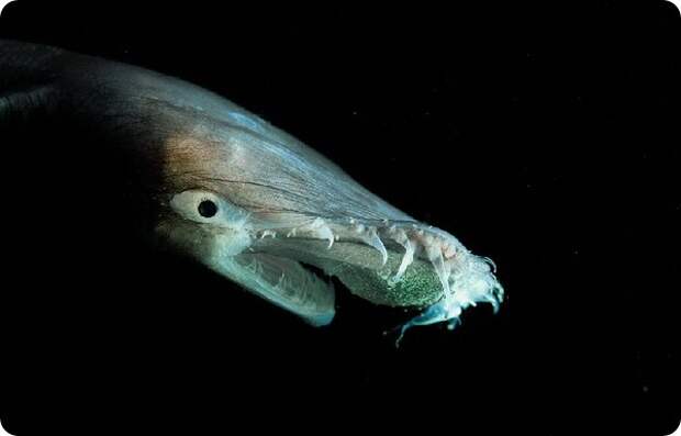 Тауматихт Акселя (лат. Thaumatichthys axeli)