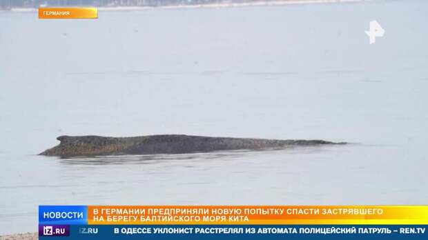 Спасатели не могут снять с мели кита, застрявшего у побережья Германии