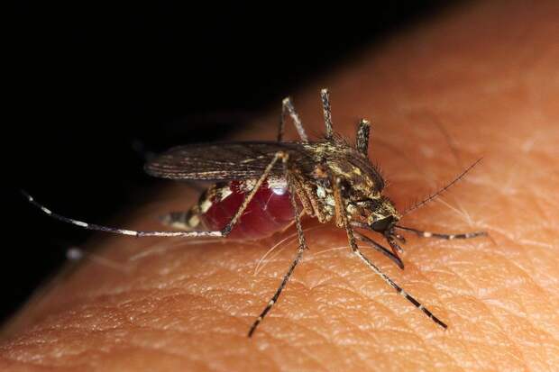 Нашествие комаров в конце весны на исключил российский биолог