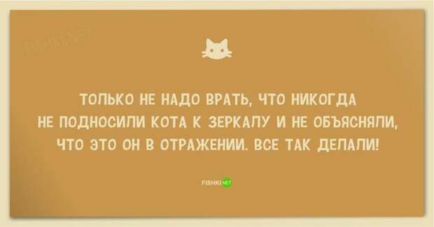 25 смешных анекдотов про кошек и котов анекдот, животные, юмор