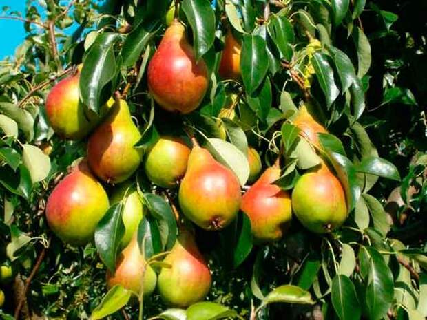 Суперурожай: надо ли нормировать плоды?
