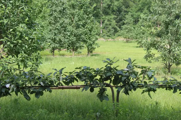 "Тянутся сосны в прозрачное небо, глыбы гранита заснули давно..." Парк Монрепо в Выборге
