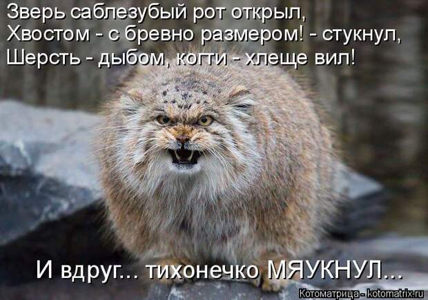 Котоматрица: Зверь саблезубый рот открыл,  Хвостом - с бревно размером! - стукнул, Шерсть - дыбом, когти - хлеще вил! И вдруг... тихонечко МЯУКНУЛ...