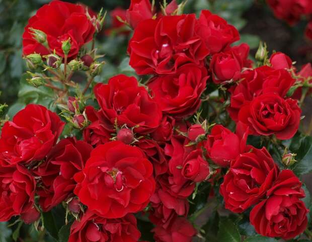 Любовь, как роза красная цветет в моем саду. Обсуждение на LiveInternet - Российский Сервис Онлайн-Дневников