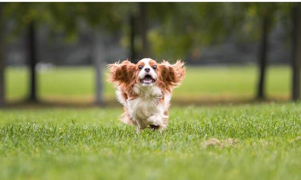 Мой ласковый и милый антистресс: за что врачи и медсестры благодарят своих собак