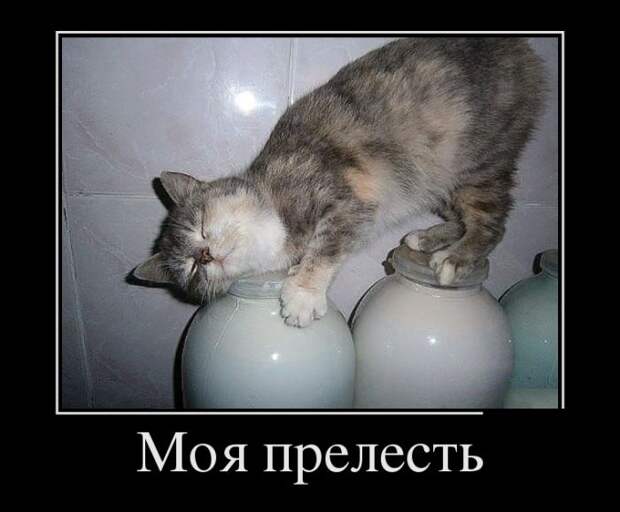 Демотиваторы
