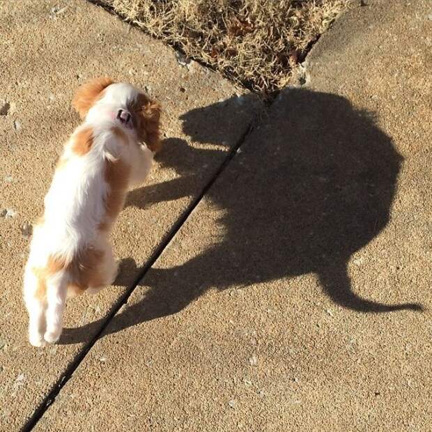 That Shadow!
