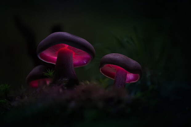 Грибы в фотографиях Martin Pfister Грибы в фотографиях Martin Pfister