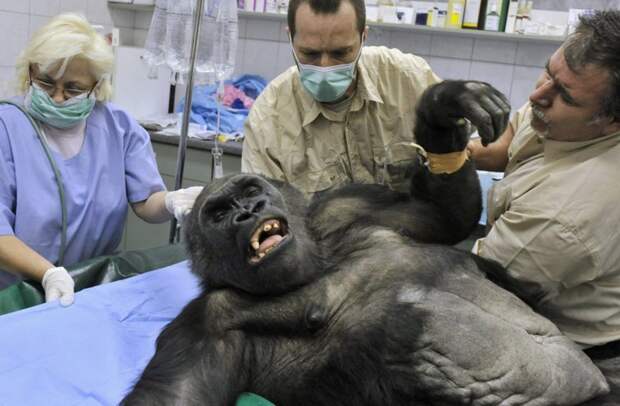 Старейшая в зоопарке Будапешта горилла по кличе Лизель готовится к операции по удалению опухоли, угрожающей жизни животного в мире, врач, добро, животные, помощь, спасение