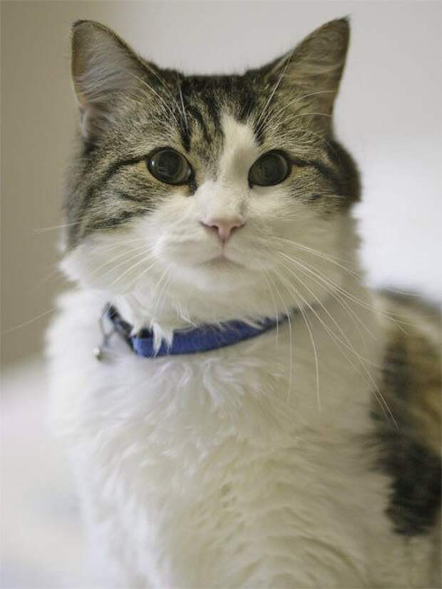 Кот, который видит смерть больница, интересно, кот, люди, невероятно