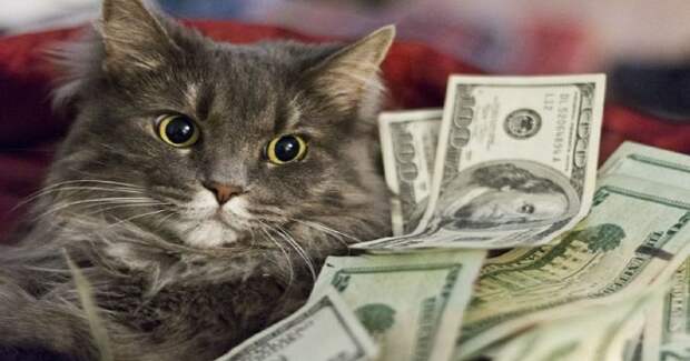 Кошка в долларах