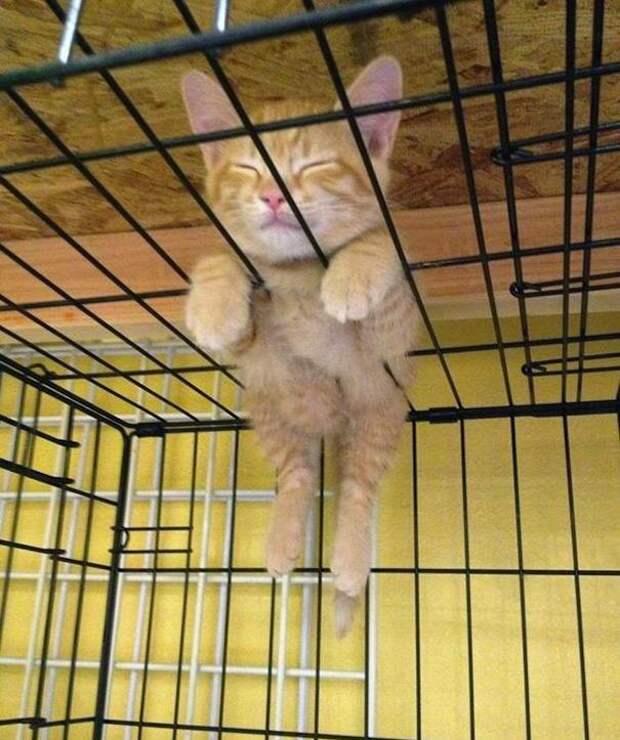 22 уютно спящих котенка 22 уютно спящих котенка