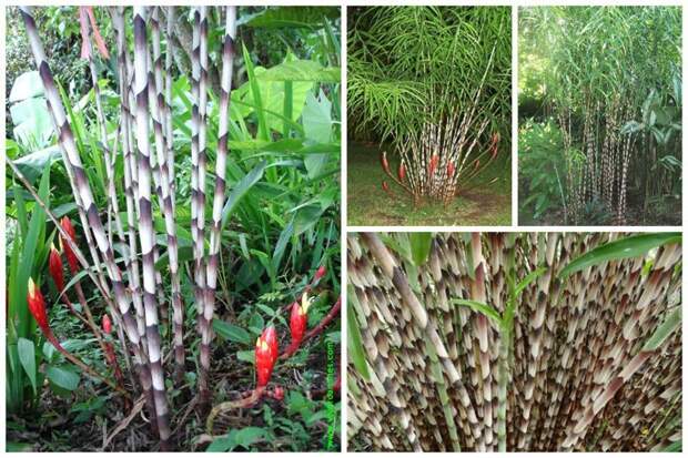 Costus stenophyllus 'Bamboo Ginger" (бамбуковый имбирь) невероятное, растения, удивительное, факты, флора
