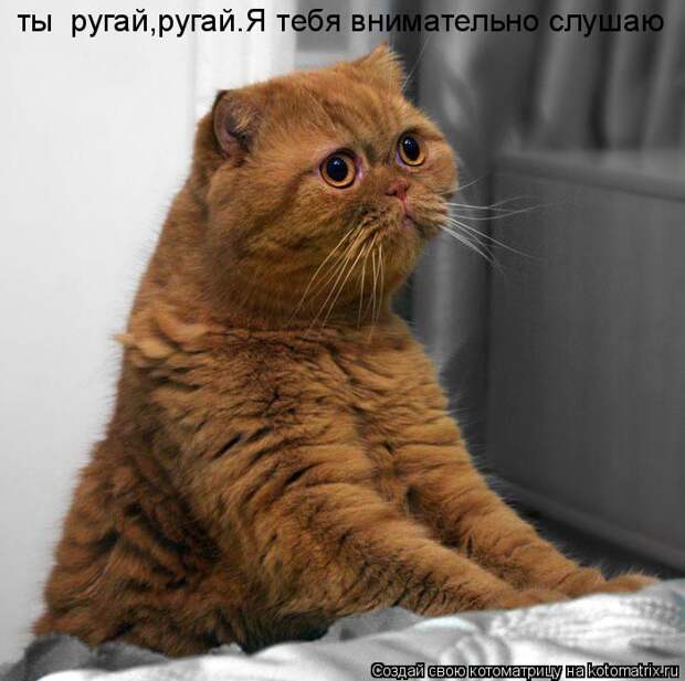 Лучшие котоматрицы недели (50 фото)