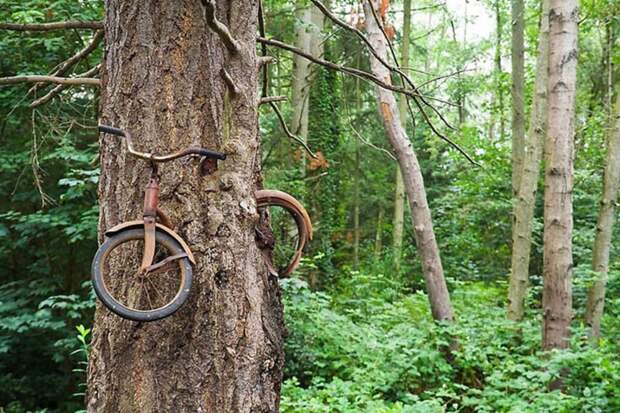 Разоблачаем! Велосипед в дереве?