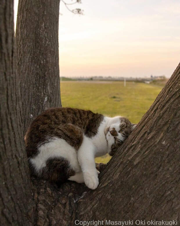 Японские уличные котики на снимках Масаюки Оки
