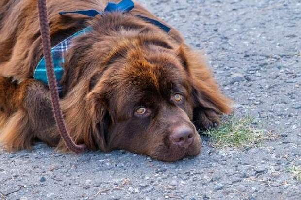 В Тамбовской области вводят обязательное чипирование домашних животных