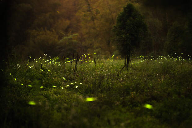 nightlight19 Светлячки в лесу