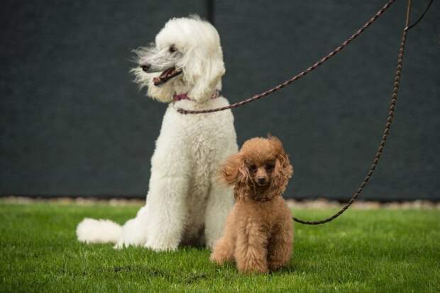 Выставка собак Crufts Dog Show 2019 проходит в Великобритании
