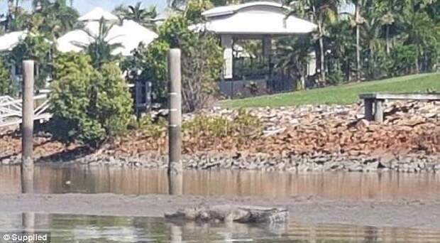 Вторжение монстров: в жилом квартале Австралии заметили трехметрового крокодила австралия, животные, крокодил, неожиданно, опасно, рептилии, ужас, фото