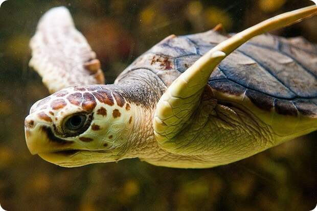 Логгерхед или головастая черепаха (лат. Caretta caretta)