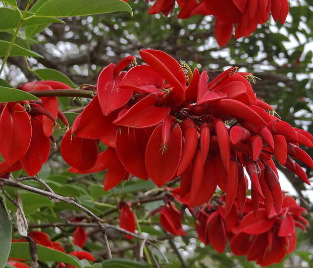 Эритрина цветет в Австралии...