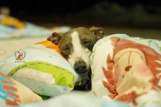 Фото спящих щенков в специальном детском саду стали хитом интернета 