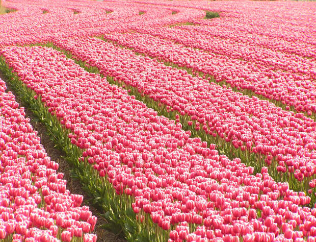 tulips17 tulips17 Самые яркие тюльпаны со всего света