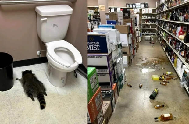 В США пьяный енот разнёс алкомаркет и уснул в туалете